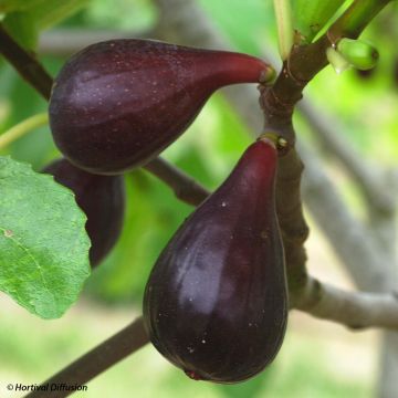 Fig Tree Noire de Caromb - Ficus carica