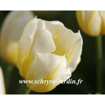 Tulipa 'Flaming Coquette'