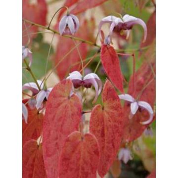 Epimedium acuminatum - Barrenwort