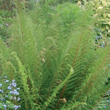 Dryopteris affinis - Scaly Male Fern