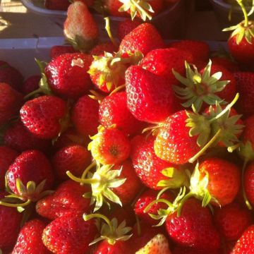 Organic Strawberry Anaïs (everbearing)  - Fragaria ananassa