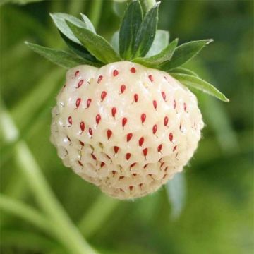 Strawberry White Pineberry - Fragaria ananassa