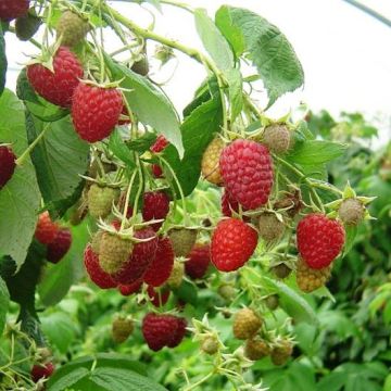 Rubus idaeus Marastar - Raspberry