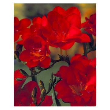 Freesia Double Red