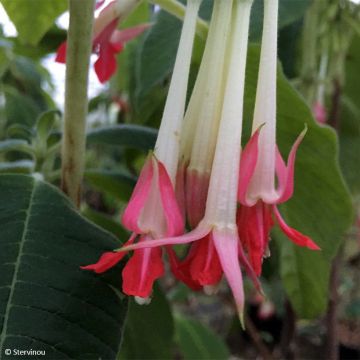 Fuchsia regia (ssp. Reitzii) Reitzii