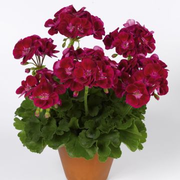 Pelargonium Flower Fairy Velvet