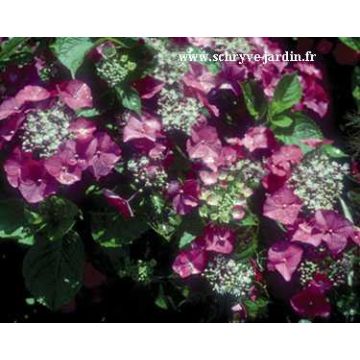 Hydrangea macrophylla Geoffrey Chabdun