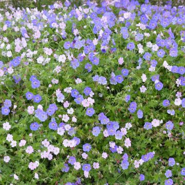 Collection of 2 perennial geraniums always in flower