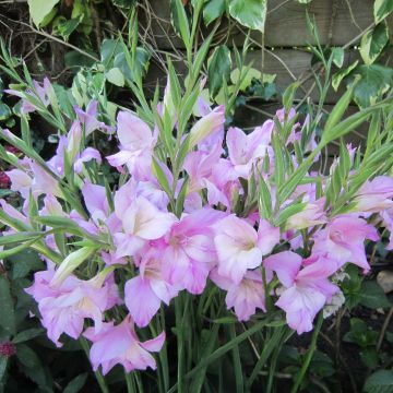 Gladiolus tubergenii Charming Lady - Sword Lily