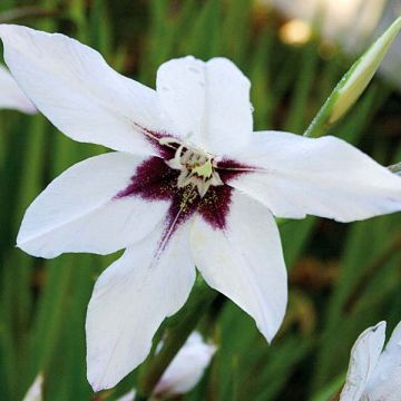 Gladiolus callianthus - Abyssinian gladiolus