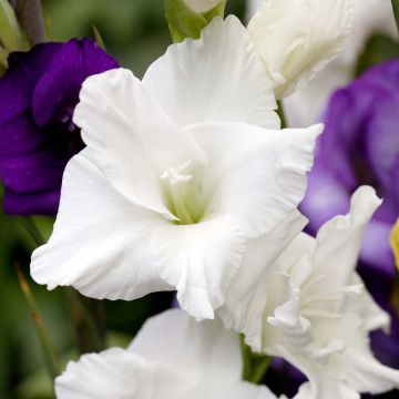 Gladiolus White Prosperity - Sword Lily