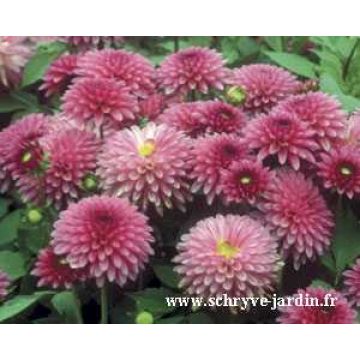 Dahlia Cheeky Glow