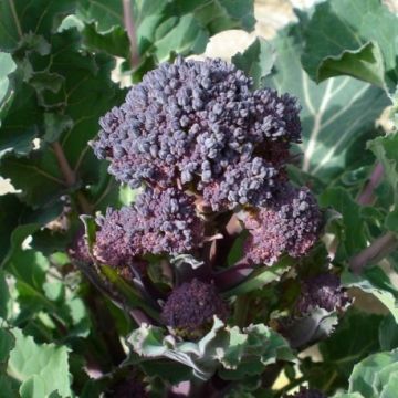 Organic Broccoli Santee Purple plugs - Brassica oleracea cymosa