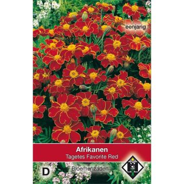 French Marigold Red Favourite Seeds - Tagetes patula
