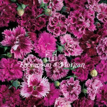 China Pink Victoriana Seeds - Dianthus chinensis
