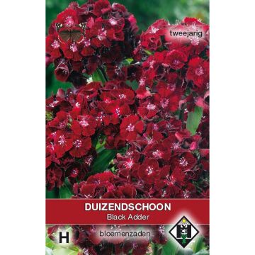 Dianthus barbatus (Nigrescens Group) 'Black Adder'