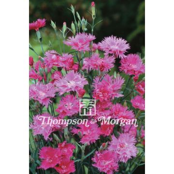 Elegance Pink F1 Carnation - Dianthus seeds