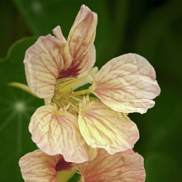 Tropaeolum Tip Top Pink Blush - Nasturtium Seeds