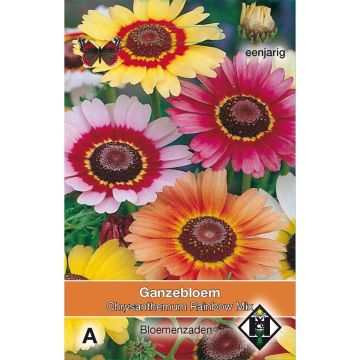 Chrysanthemum carinatum Rainbow - Tricolour Daisy