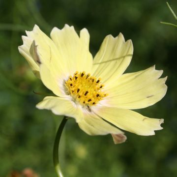 Cosmos bipinnatus Lemonade - Garden Cosmos seeds