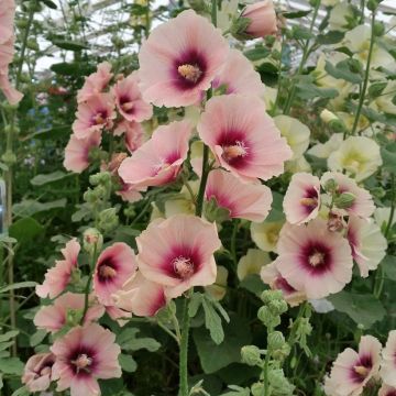 Alcea rosea Halo Apricot Seeds- Hollyhock