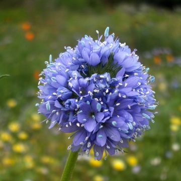Gilia capitata - Blue-thimble-flower seeds