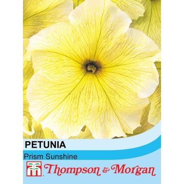 Petunia Prism Sunshine F1