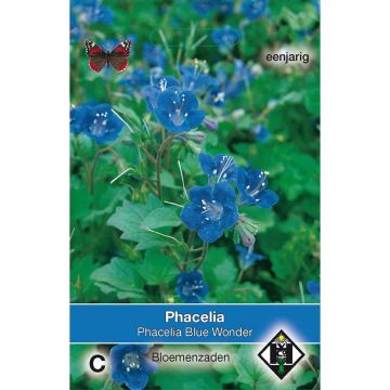 Phacelia campanularia Blue Wonder Seeds