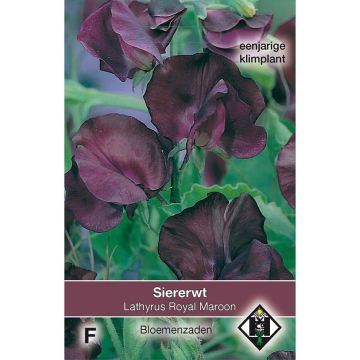 Lathyrus odoratus Royal Maroon - Sweet Pea Seeds