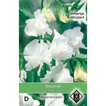 Lathyrus odoratus White Ensign - Sweet Pea Seeds