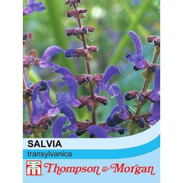 Salvia transylvanica
