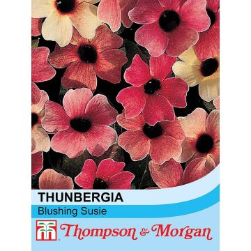 Thunbergia alata - Black-eyed Susan Vine Blushing Susie Seeds