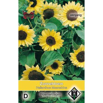 Sunflower Moonshine Seeds - Helianthus annuus