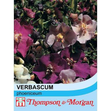 Verbascum phoeniceum Mixed Seeds - Mullein