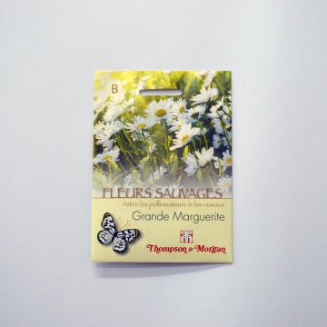 Leucanthemum vulgare - Oxeye Daisy seeds