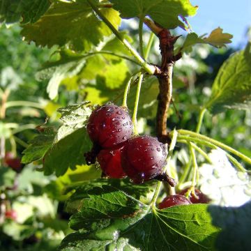 Gooseberry Captivator - Ribes uva crispa