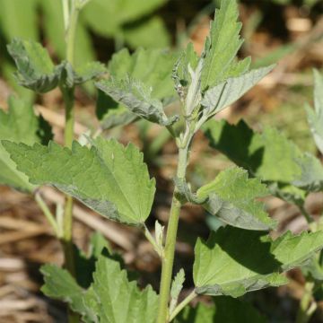 Organic Althaea officinalis 