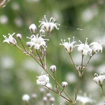 Gypsophila paniculata White Festival