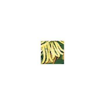 Climbing French bean mangetout Goldfield (flat pods)