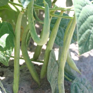Dwarf Organic Flageolet de Touraine Bean for Shelling - Ferme de Sainte Marthe seeds