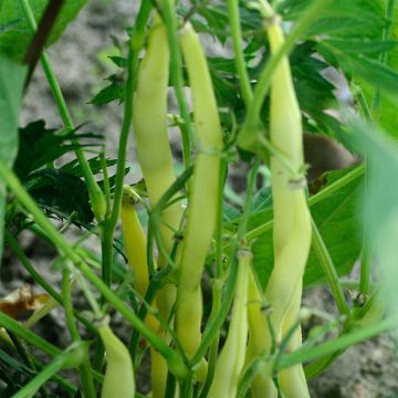 Climbing Bean Goldmarie - Ferme de Sainte Marthe seeds