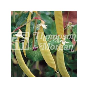 Golden Sweet Climbing Mangetout Peas
