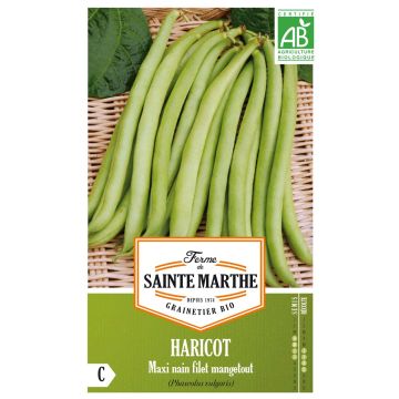 Dwarf French Bean Maxi - Ferme de Sainte Marthe Seeds