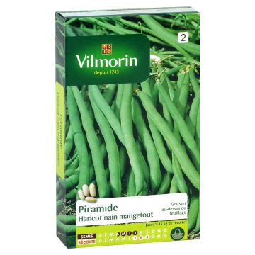 Common bean Piramide