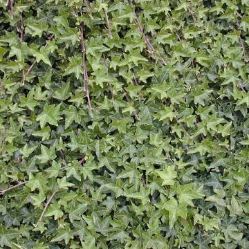 Hedera helix - Common Ivy