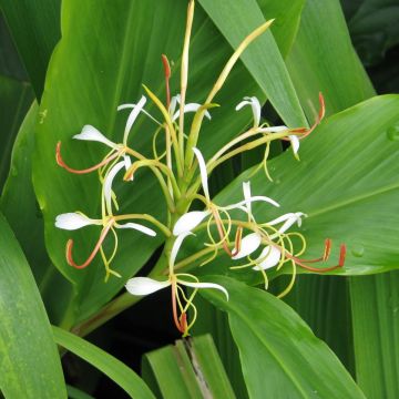 Hedychium spicatum - Ginger Lily
