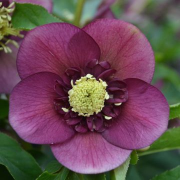 Helleborus hybridus anemone red