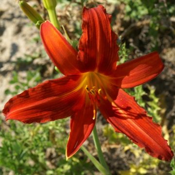 Hemerocallis Flambeau - Daylily