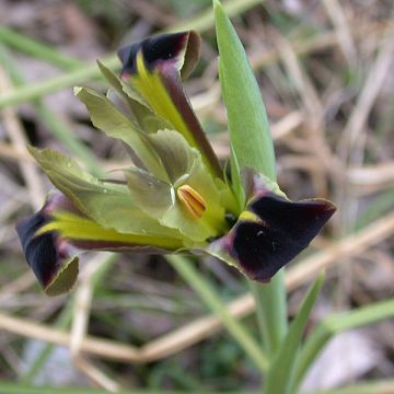 Hermodactylus tuberosus - Tuber Iris