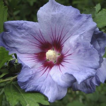 Hibiscus syriacus Oiseau Bleu - Rose of Sharon